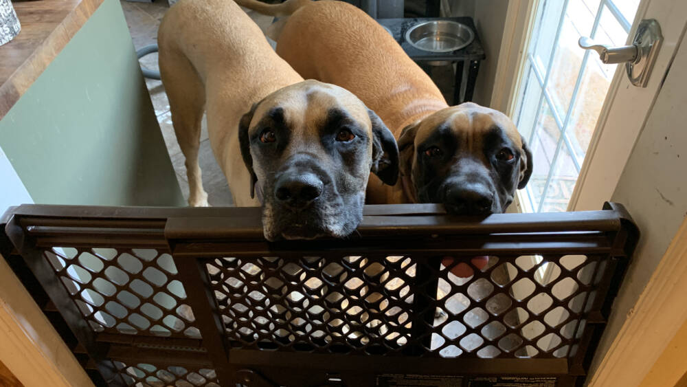 Sub Zero wolf somerset 01